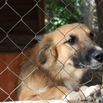 Пожертвуй животным в Перми